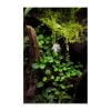 Alsobia (Episcia) dianthiflora - Afbeelding 2