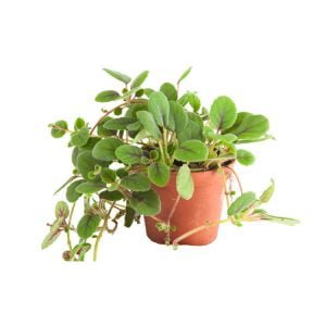 Alsobia (Episcia) dianthiflora