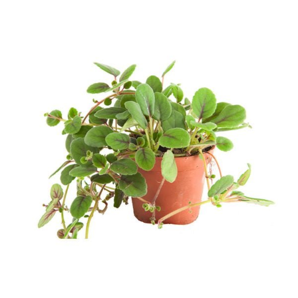 Alsobia (Episcia) dianthiflora
