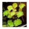 Begonia bowerae - Afbeelding 2