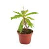 Biophytum sensitivum (Zuidzeepalm) - Afbeelding 3