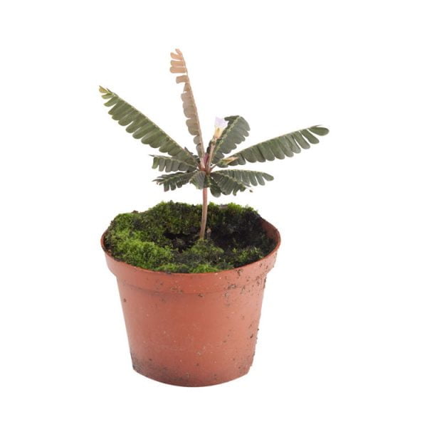 Biophytum spec. Ecuador
