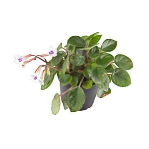 Chirita tamiana