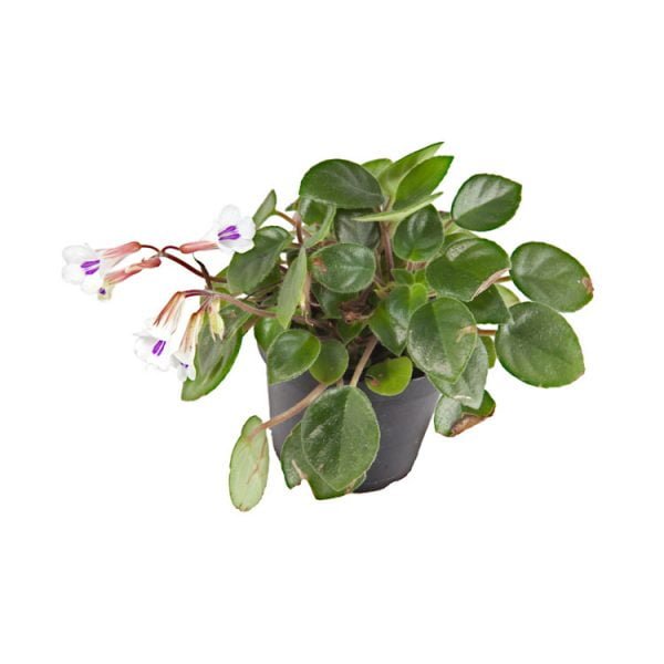 Chirita tamiana