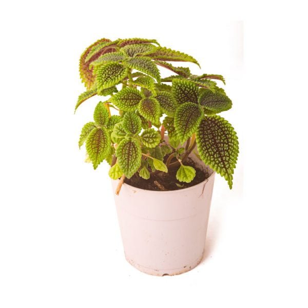 Pilea involucrata