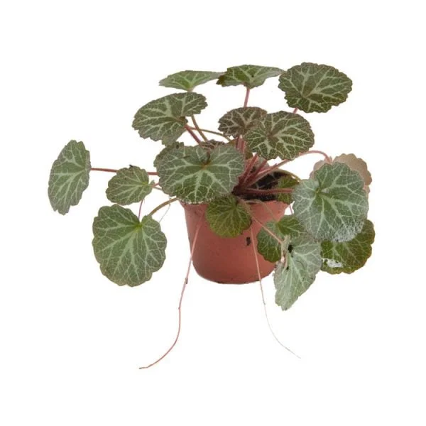 Stolonifera saxifraga