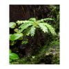 Biophytum sensitivum (Zuidzeepalm) - Afbeelding 2