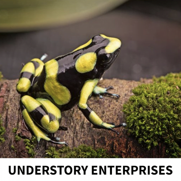 dendrobates auratus carpugana