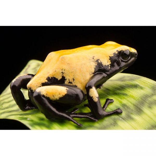 Adelphobates galactonotus (Geel)