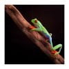 Agalychnis calidryas - Afbeelding 2