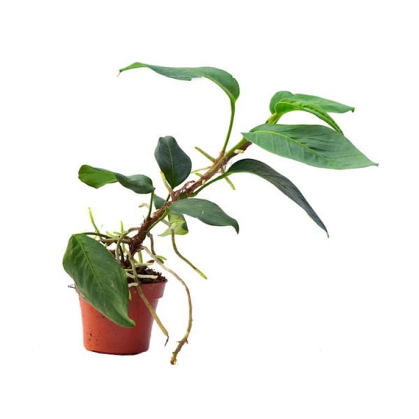 Anthurium scandens