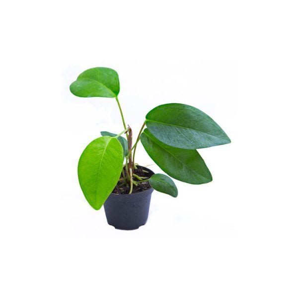 Anthurium specie Suriname