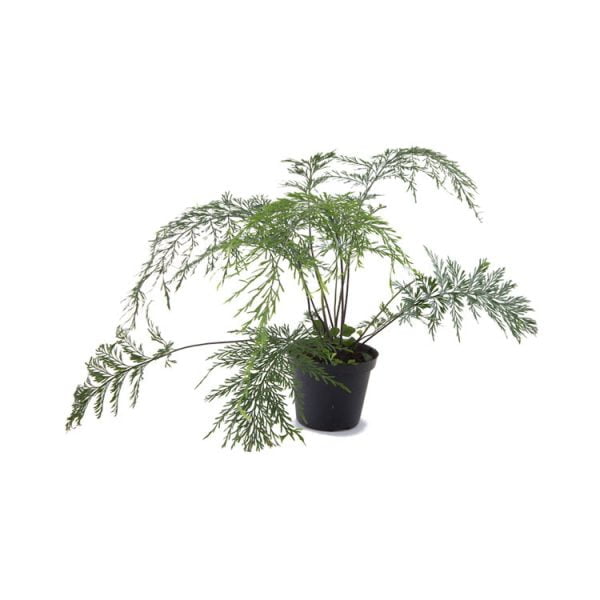 Asplenium daucifolium
