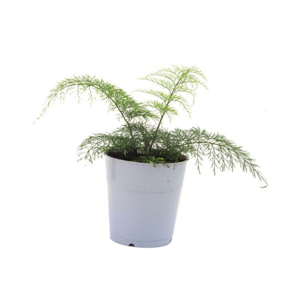 Asplenium daucifollum fijn