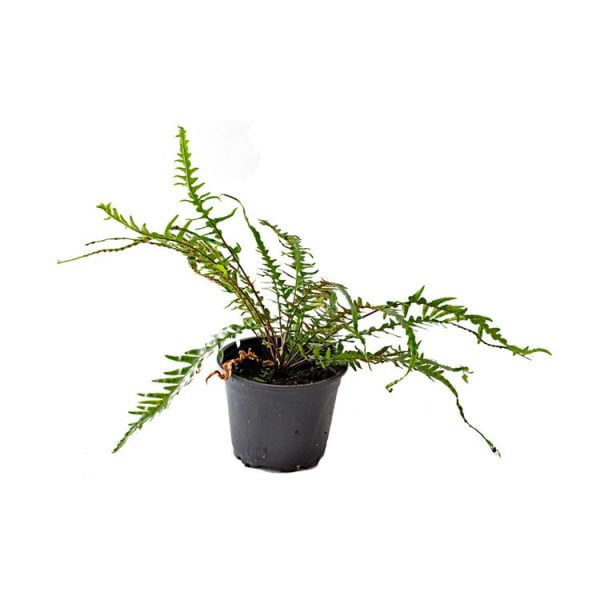 Asplenium x Ebenoides