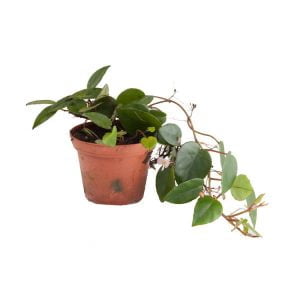 Begonia schulzei (Syn. Begonia Elaeagnifolia)