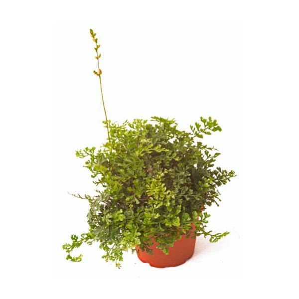 Bolbitis heteroclita difformis