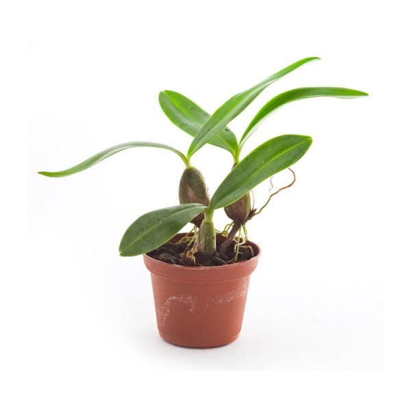 Bulbophyllum falcatum
