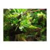 Bulbophyllum sikkimense - Afbeelding 2