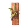Bulbophyllum tingabarinum - Afbeelding 2