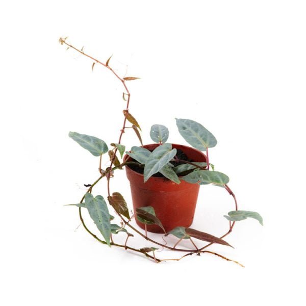 Cissus amazonica