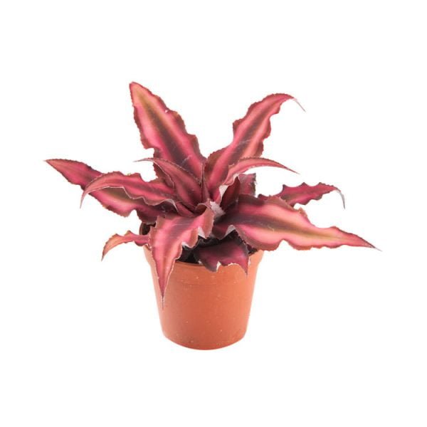 Cryptanthus Bivittatus "Red star"
