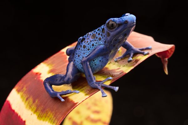 dendr azureus