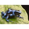 Dendrobates auratus "Blauw/Calobre" - Afbeelding 2