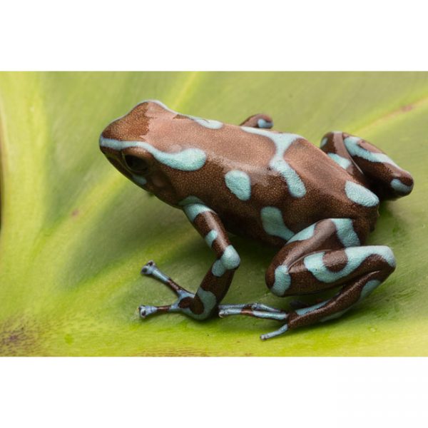 Dendrobates auratus "brons"