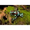 Dendrobates auratus "brons" - Afbeelding 2