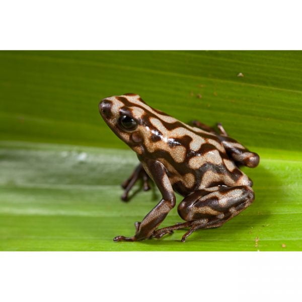 Dendrobates auratus "Campana"