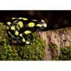 Phyllobates terribilis mint - Afbeelding 2