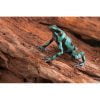 Dendrobates auratus "Celeste" - Afbeelding 2