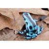 Dendrobates auratus "El Cope" - Afbeelding 2