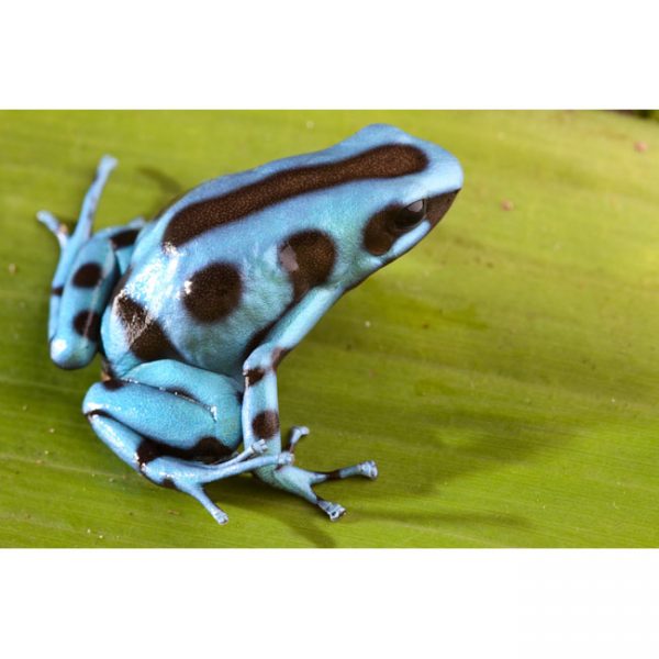 Dendrobates auratus "El Cope"