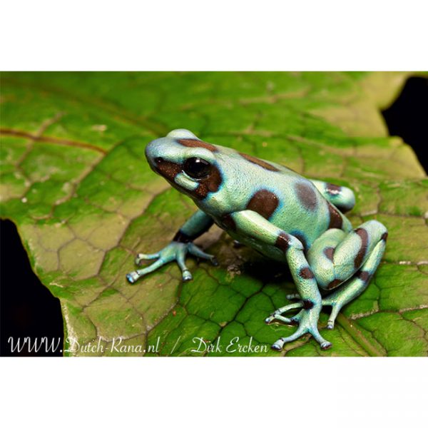 Dendrobates auratus "micro spot"