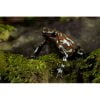 Dendrobates auratus "Taboga" - Afbeelding 2