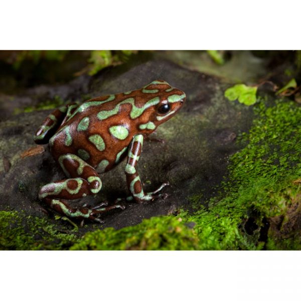 Dendrobates auratus "Taboga"