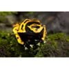 Dendrobates leucomelas - Afbeelding 3