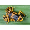 Dendrobates leucomelas - Afbeelding 2