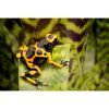 Dendrobates leucomelas "Guyana banded" - Afbeelding 4