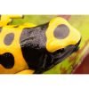 Dendrobates leucomelas "Guyana banded" - Afbeelding 2