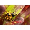 Dendrobates leucomelas "Guyana banded" - Afbeelding 3