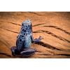 Dendrobates tinctorius azureus - Afbeelding 2