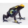 Dendrobates tinctorius "Robertus" - Afbeelding 2