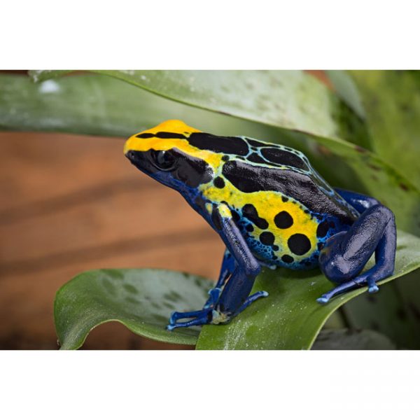 Dendrobates tinctorius "Robertus"