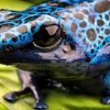 Dendrobates tinctorius azureus - Afbeelding 3