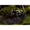 Dendrobates tinctorius "Bakhuis" - Afbeelding 2