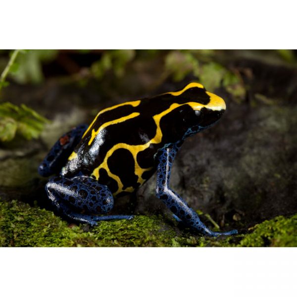 Dendrobates tinctorius "Bakhuis"