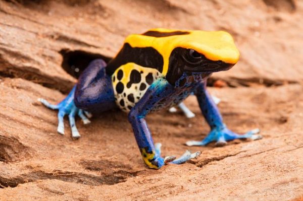 Dendrobates tinctorius "Brasil"